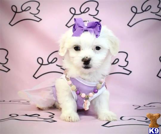 PuppyHeavenLV Picture 3